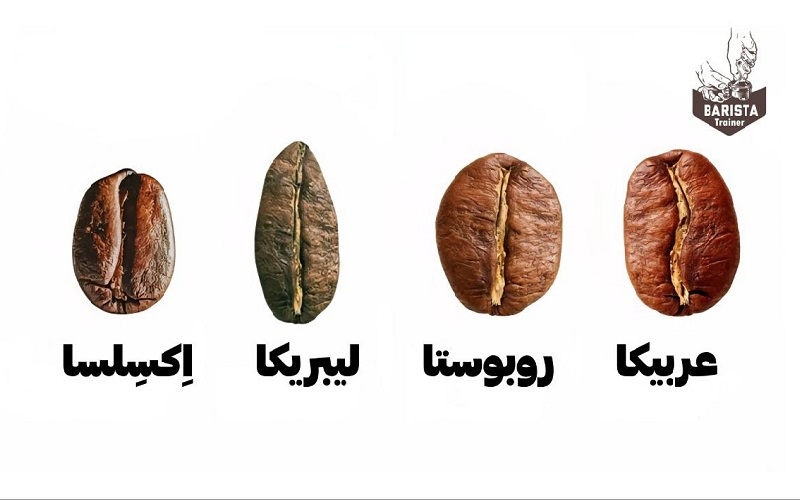 انواع دانه قهوه