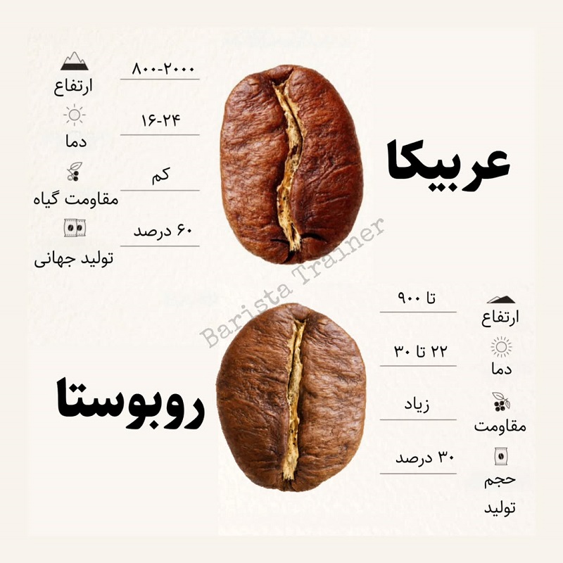 عربیکا روبوستا